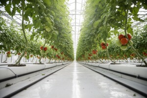 Hidroponija - najsuvremeniji način uzgoja biljaka