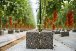 Hidroponika - najsavremeniji način gajenja biljaka