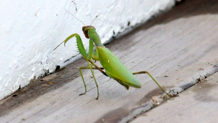 Gigantske bogomoljke izazivaju pažnju - po čemu se razlikuju od domaćih?