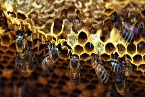 GMO bakterije mogu pomoći pčelama u zaštiti od smrtonosnih virusa?