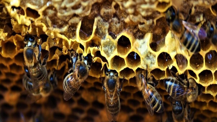 GMO bakterije mogu pomoći pčelama u zaštiti od smrtonosnih virusa?