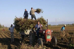 Vinova loza sa Hilandara presađena u Trstenik