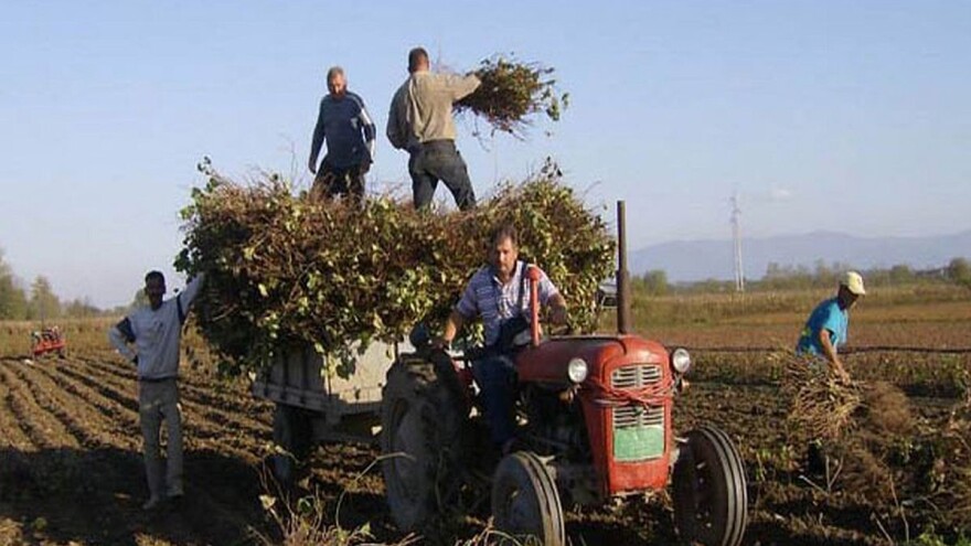 Vinova loza sa Hilandara presađena u Trstenik