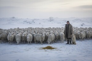 Hiljade ovaca u opštinama Krupa na Uni i Novi Grad zavijane i gladne!