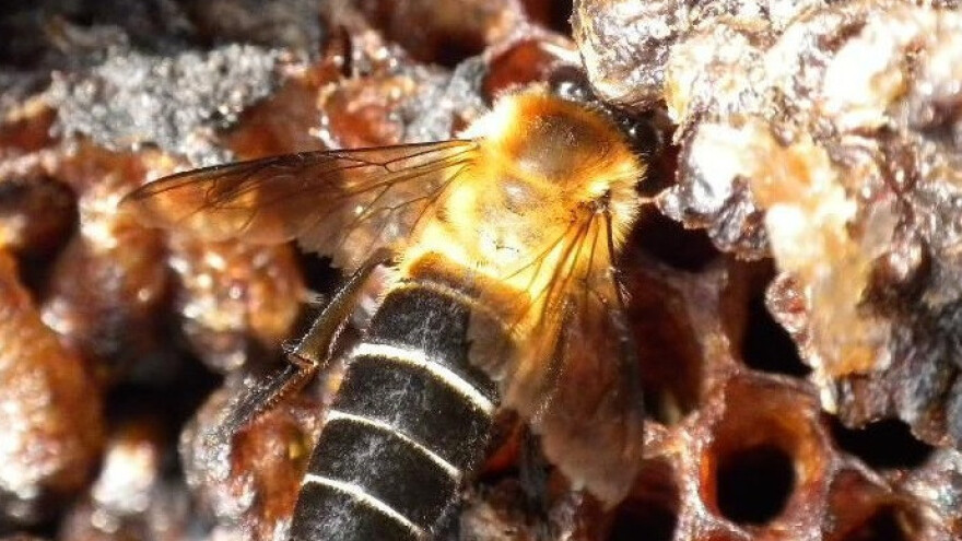 Znate li da postoje pčele koje rade "ludi" med?