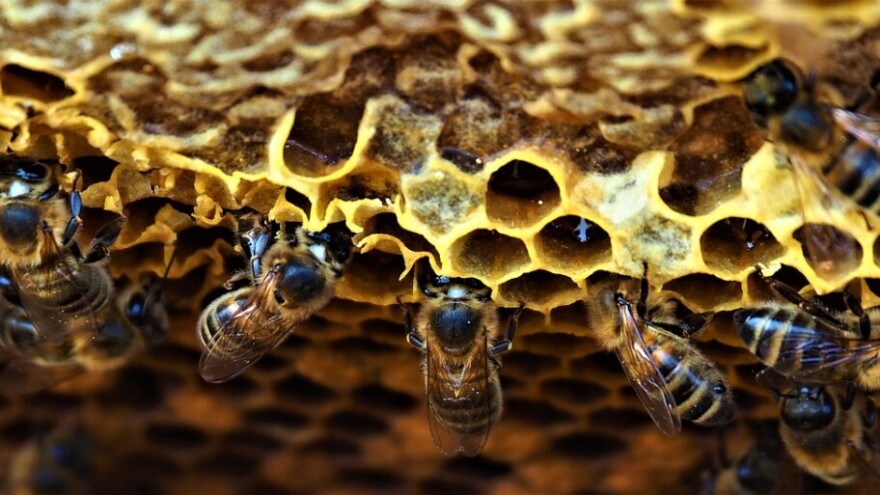 GMO bakterije mogu pomoći pčelama u zaštiti od smrtonosnih virusa?