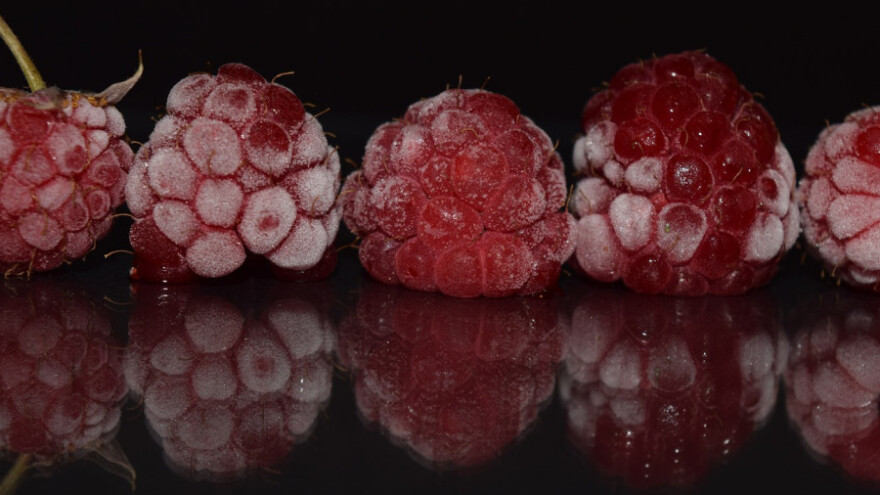 Sami će graditi hladnjače i prerađivati maline?