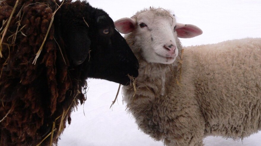 Držite životinje u zatvorenom zbog velikog snijega i niskih temperatura