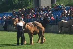 Uzgajivači hrvatskog hladnokrvnjaka u Krivom putu!