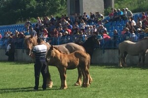 Uzgajivači hrvatskog hladnokrvnjaka u Krivom putu!