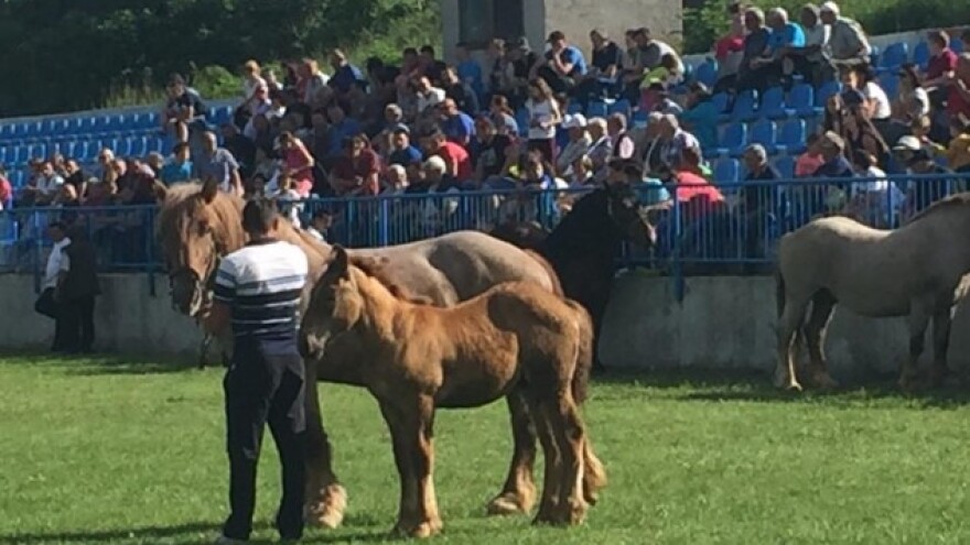 Uzgajivači hrvatskog hladnokrvnjaka u Krivom putu!