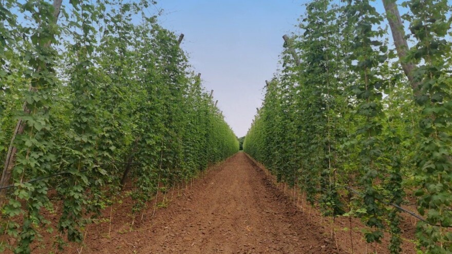 Podsticaji za podizanje zasada voća i hmelja