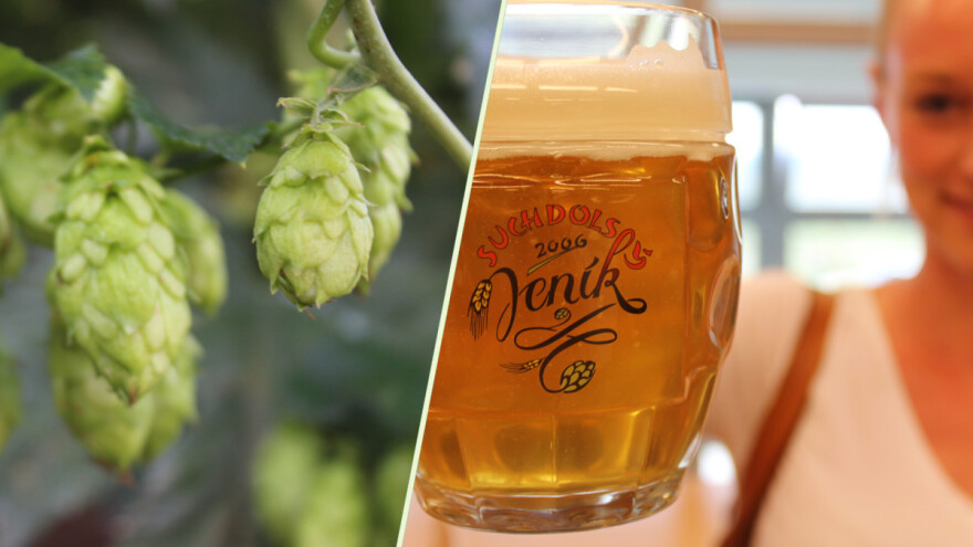 Stotinjak farmera proizvede sav češki hmelj