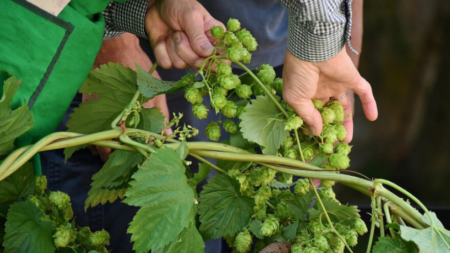 Kiša spasila i "craft" pivare