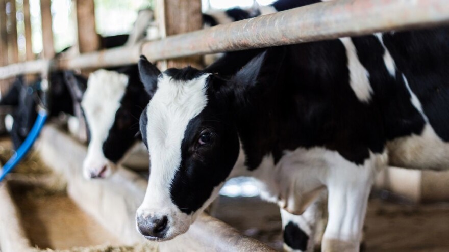 Gospodarstva Davorina Arića i Josipa Zdunića najuzornija u proizvodnji mlijeka!
