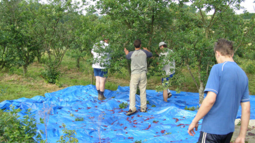 Nekadašnji građevinar dane provodi - s višnjama