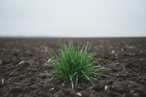 Hoće li nam se osvetiti proljeće u siječnju?