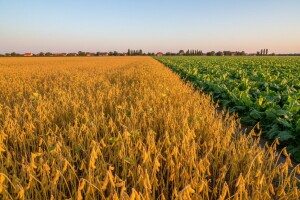Hoće li soja zamijeniti šećernu repu?