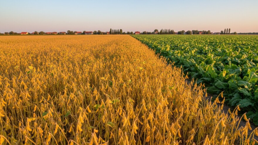 Hoće li soja zamijeniti šećernu repu?