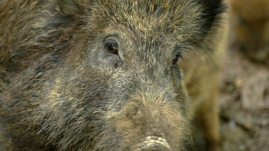 HSUPŠ: Napravi li divljač štetu u privatnim šumama, vlasnik nema pravo na odštetu, ali ni na lov