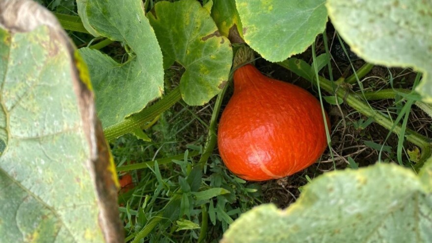 Kako uzgajati hokaido tikve uz minimalnu njegu?