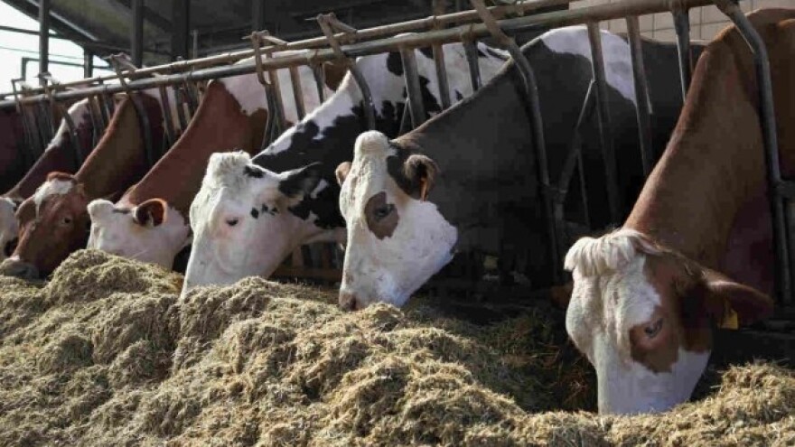 Holanđani žele da investiraju u stočarstvo Srbije