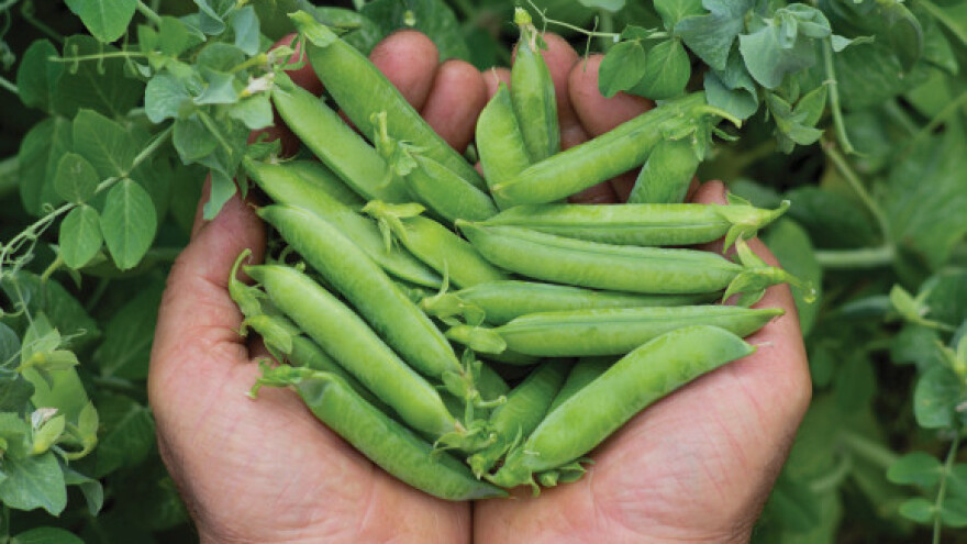 Koji materijal za kalcizaciju odabrati?