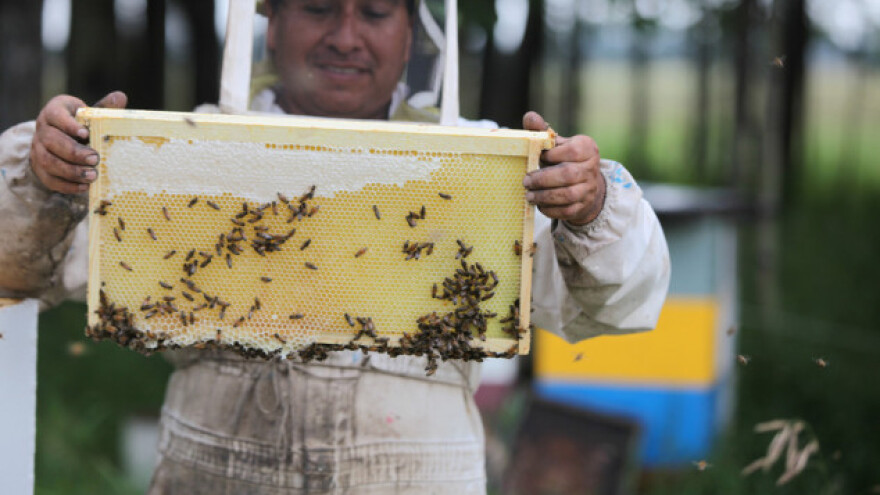Nagli pad cijene meda u Kanadi - izvoz u padu!