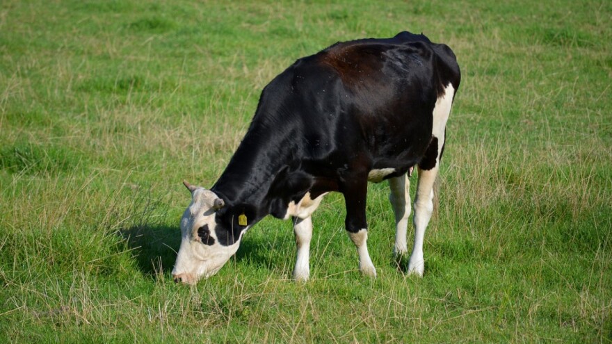 Nepravilna ishrana utiče na pojavu oboljenja kod krava
