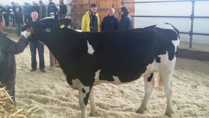 Holstein je prava hodajuća tvornica mlijeka