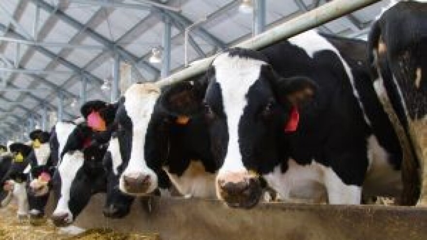 Možemo li očekivati rast proizvodnje mlijeka?