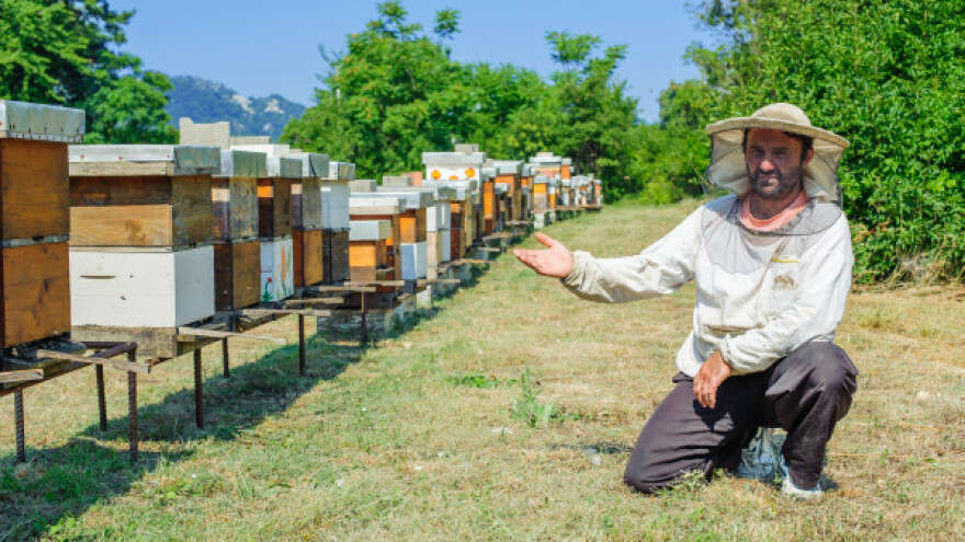 Duga tradicija proizvodnje homoljskog meda