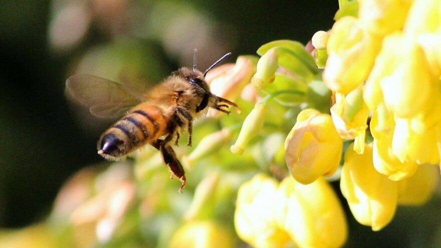 liječenje pčelinje ubode artroze s bolovima u zglobovima s prehladom