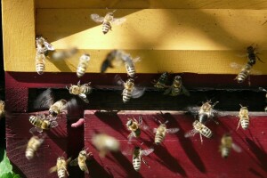 Otvorena prva eko Api inhal komora u Zvorniku - sve od prirodnih materijala