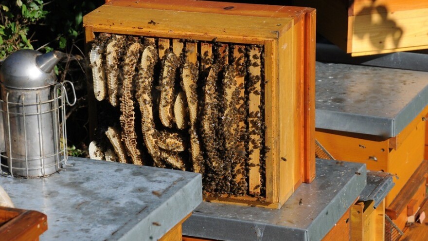 Priprema pčelinjih društava za bagremovu pašu