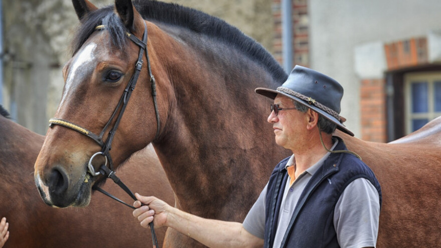 Prijavite se za potpore uzgoju konja