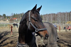 Toplokrvne pasmine i uzgojni tipovi konja - Nacionalni program poticanja