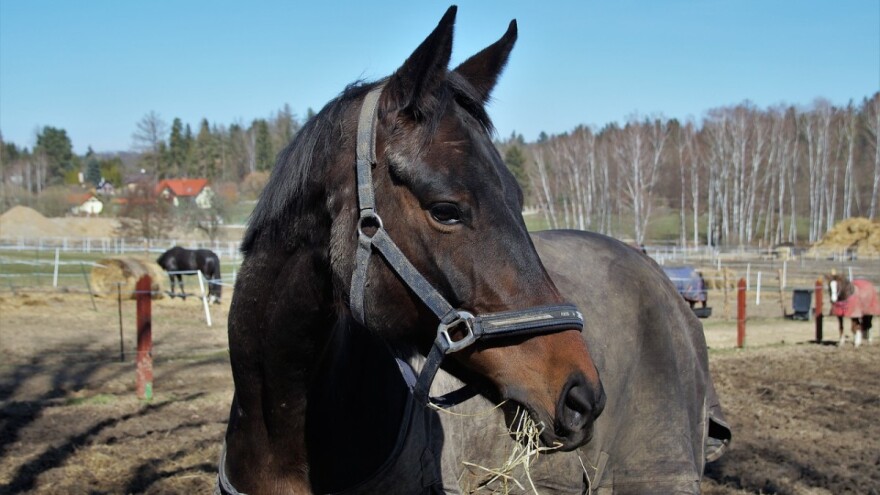 Toplokrvne pasmine i uzgojni tipovi konja - Nacionalni program poticanja