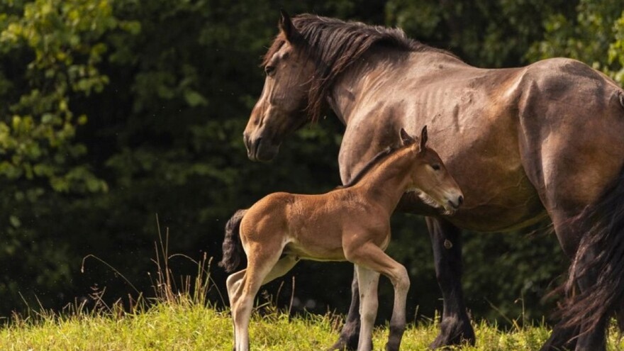 U ishrani ždrjebadi najvažniji kolostrum, ali i adekvatna smješa koncentrata