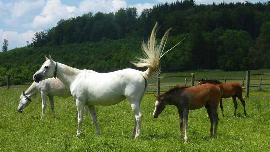Kiša i snijeg pokvarit će preuranjeno proljeće