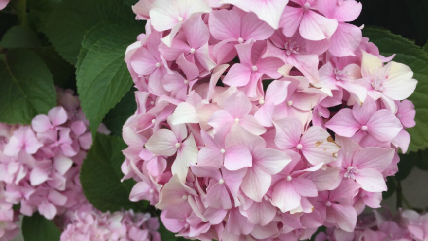 Hortenzija - zanosna kraljica svakog vrta