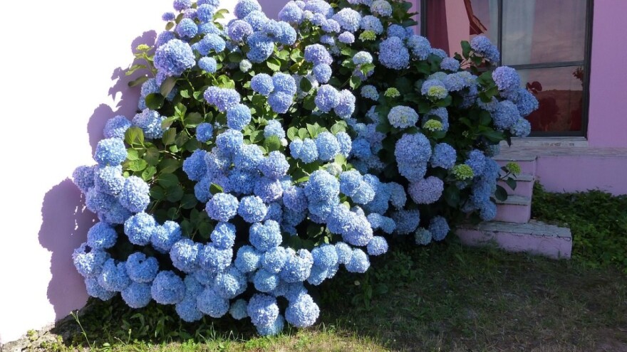 Jednostavno razmnožavanje hortenzije reznicama