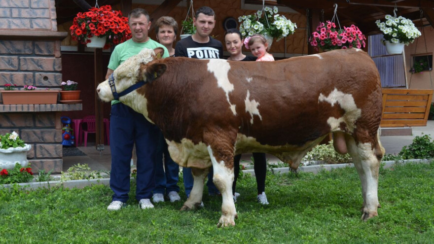 Među najkorištenijim bikovima i hrvatski Wamures i Mozilla!