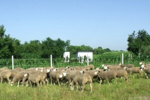 Strah nas je scenarija iz Čađavice, zašto nema natječaja za pašnjake u općini Đurđenovac?