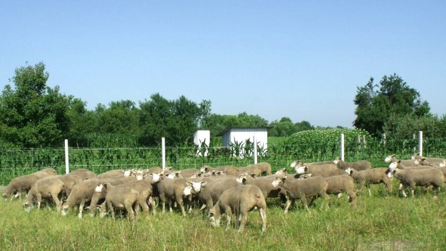 Strah nas je scenarija iz Čađavice, zašto nema natječaja za pašnjake u općini Đurđenovac?