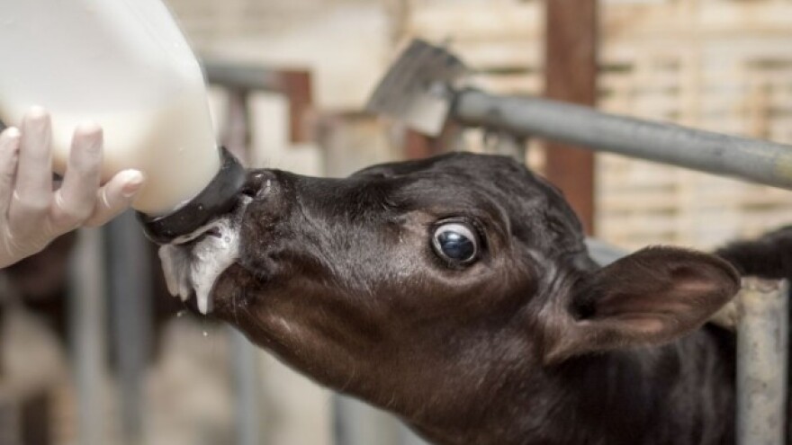 Muzu se uz muziku, a odmaraju na strunjači