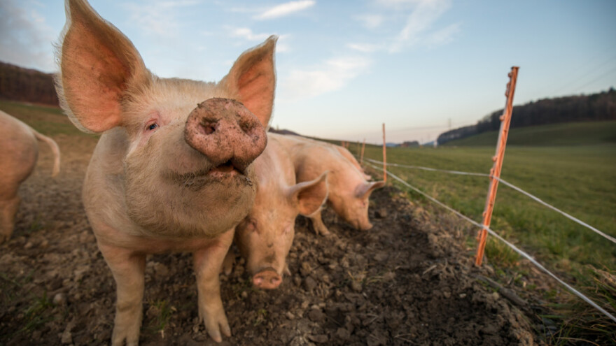 U pripremi je Mjera 21, pomoć proizvođačima koji su pretrpjeli štetu zbog pandemije
