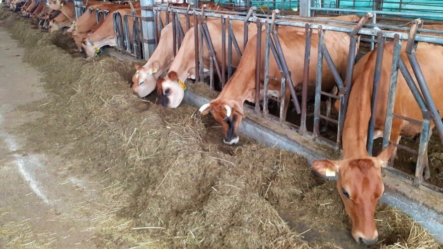 Stočari pred zidom, drastičan rast cijena žitarica ugrozio čitav sektor