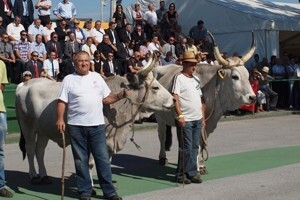 Kalendar stočarskih izložbi Hrvatske poljoprivredne agencije za 2012.