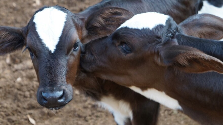 Krava 174.805, povećan broj konja u RH